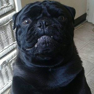 Meet your Posher, William